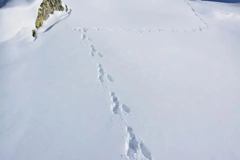 Hare track in snow Fotos de archivo