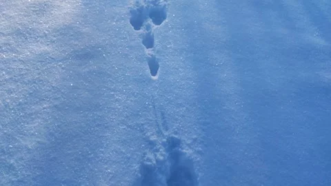 Hare tracks Stock Footage 264585273