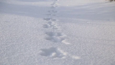 Hare tracks in the snow Видео 71580237
