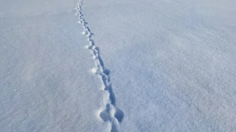 Hare tracks in the snow Stock Footage 265164058