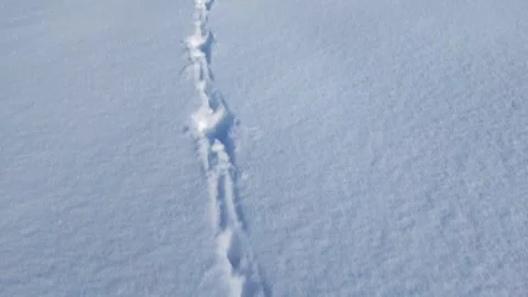 Hare tracks in the snow Stock Footage 265164108