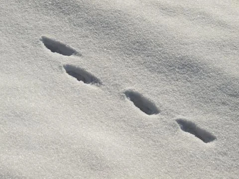 Hare trail in the snow Stock Photos
