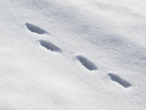 Hare trail in the snow Stock Photos