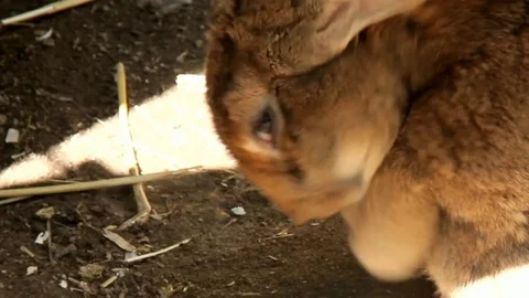 Hare Washes in Shadow Place Stock Footage 72468014