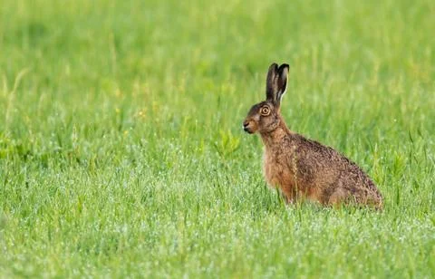 Hare on a wet meadow Stock Photos