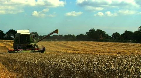 Hare in a  Wheat field being Harvested Stock Footage 823679