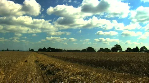 Hare in a  Wheat field being Harvested Stock Footage 823686