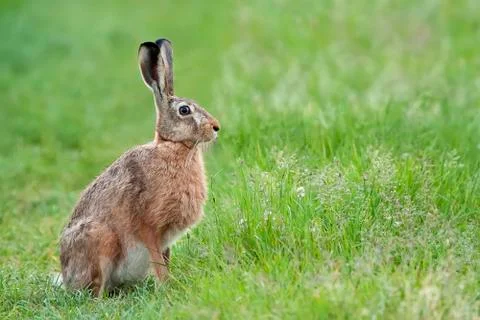 Hare in the wild, in a clearing Stock Photos