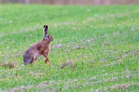 Hare in the wild Stock Photos