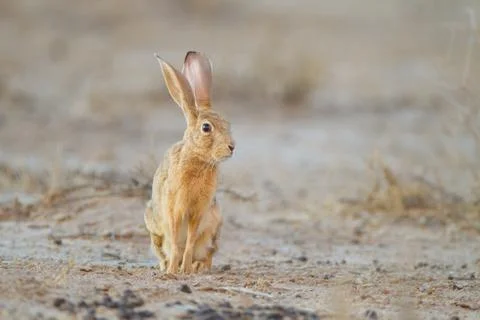 Hare in the wilderness Stock Photos