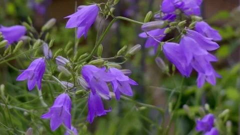 Harebell (Campanula rotundifolia) Stock Footage 339559098