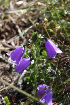 Harebell flowers Stock Photos