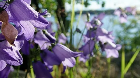 Harebell flowers swaying in wind Stock Footage 84653829