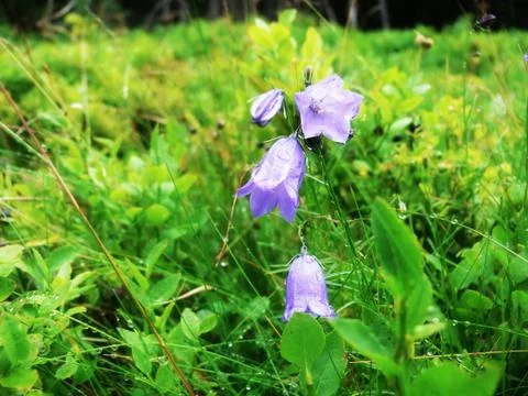 Harebell Stock Photos