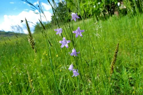 Harebells. Stock Photos
