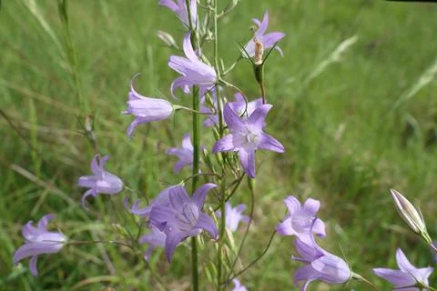 Harebells. Фото