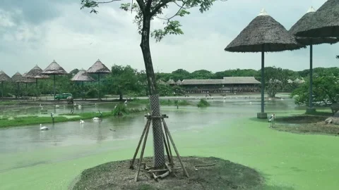 A harem of zebras hangout under roofs Stock Footage 219778158