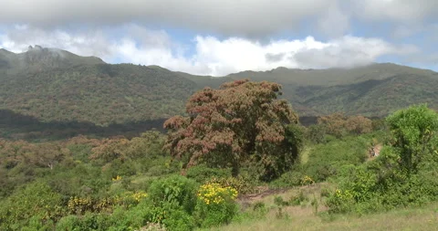 HARENNA FOREST 1 Stock Footage 256426223