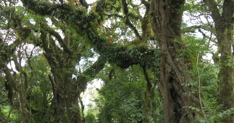 HARENNA FOREST 2 Stock Footage 256431325