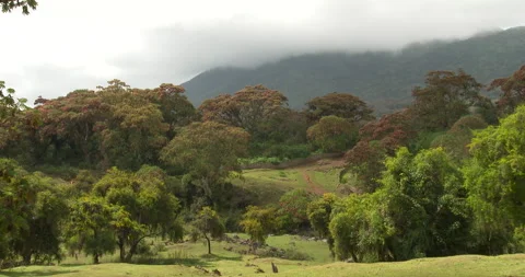 HARENNA FOREST 5 Stock Footage 256444783