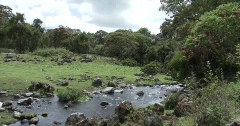 HARENNA FOREST 6 Stock Footage 256445866