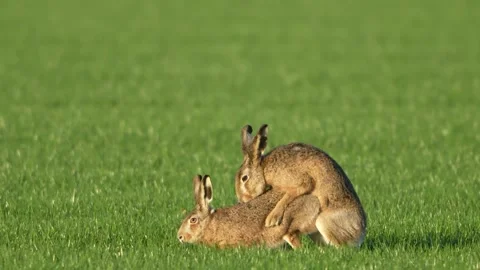 Hares Chasing and Mating During Early Spring in Open Grassland Stock Footage 326153186