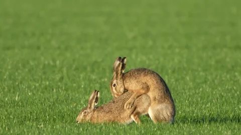 Hares Chasing and Mating During Early Spring in Open Grassland Stock Footage 326153269