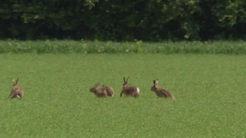Hares Chasing Each Other in Spring Meadow Stock Footage 329553531
