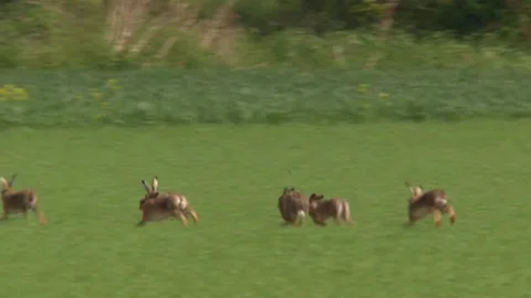 Hares Chasing Each Other in Spring Meadow Stock Footage 329553543