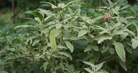 Hare's Ear plant Stock Footage 143090153