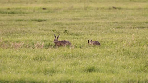 Hares Feeding in a Grass Field Stock-Footage 133459205
