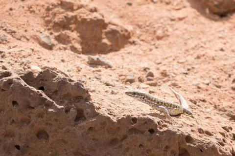 Haria lizard Stock Photos