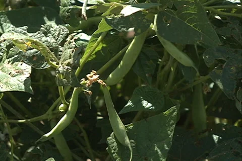 Haricot grain closeup SD 15 Video stock 37474158