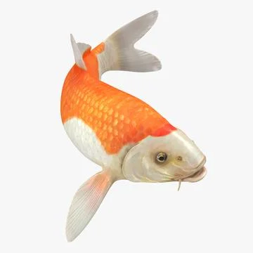 Harivake Koi Fish Swiming Pose 3D Model