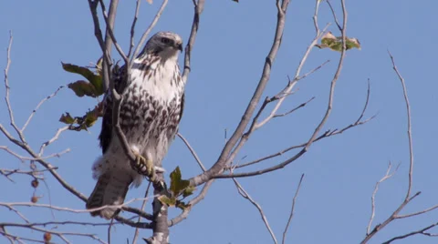 "Harlan's" Red-tailed Hawk Stock Footage 35194479