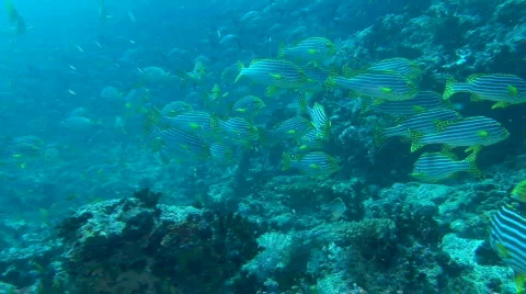 Harlekin sweetlips  Vidéo 71004
