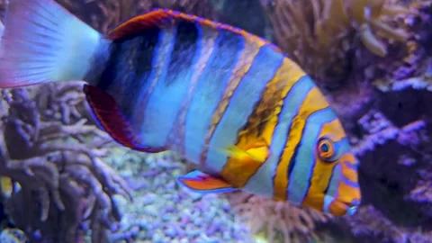  A Harlekin Tuskfish floating Stock Footage 294411271