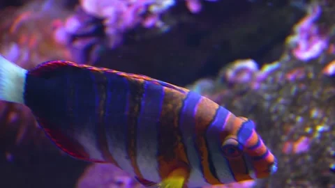  A Harlekin Tuskfish  Stock Footage 277466201