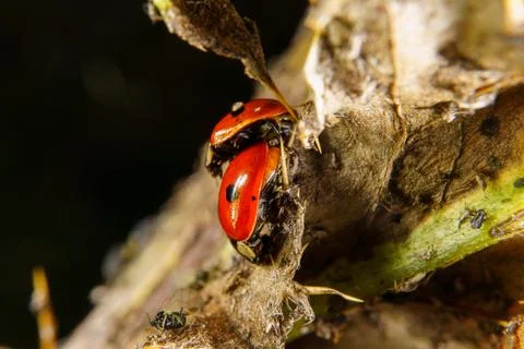 Harlequin beetles mating Stock Photos