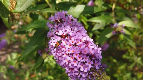 Harlequin bug Stock Photos