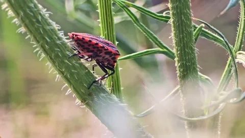 Harlequin bug walking down a plant stem in macro view Stock Footage 315081020
