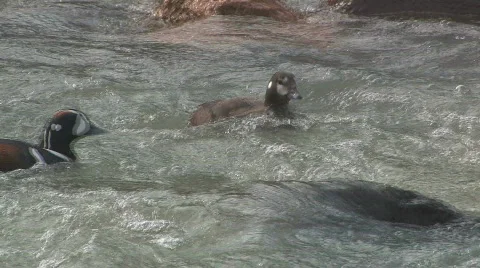 Harlequin Duck Video stock 695467