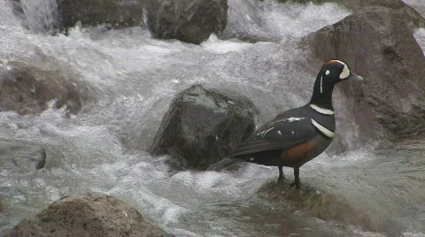 Harlequin Duck Video stock 706805