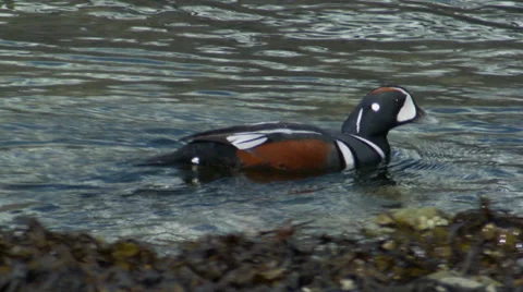 Harlequin Duck Stock Footage 38834038