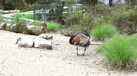 Harlequin duck Stock Footage 41762955