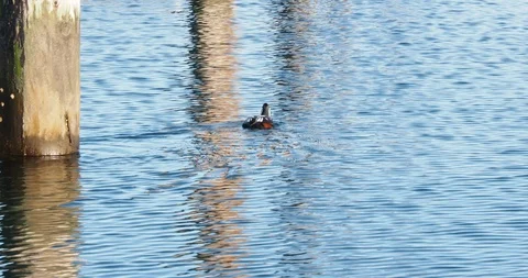 Harlequin duck Stock Footage 123876940