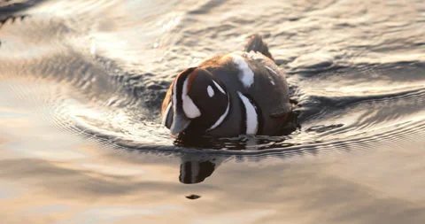 Harlequin duck on a sunset river 스톡 동영상 240910917
