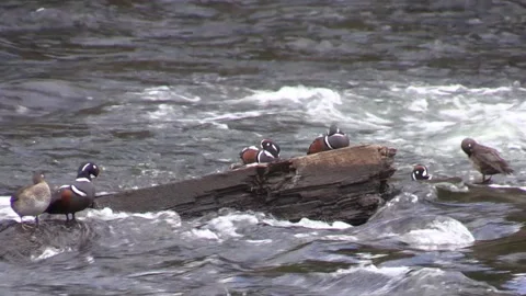 Harlequin Ducks in a Fast Moving River Vídeos de archivo 241609116