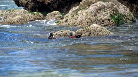 Harlequin ducks in Pacific Ocean Stock Footage 234005347