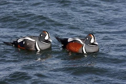 Harlequin Ducks Stock Photos